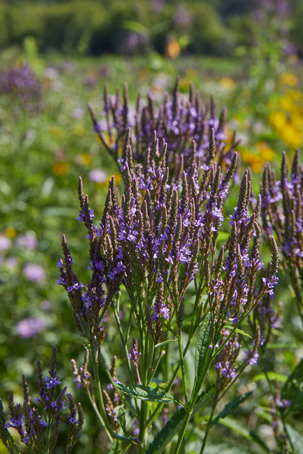 TRC_Loc25_ENV_072522_website_13_S2A6141