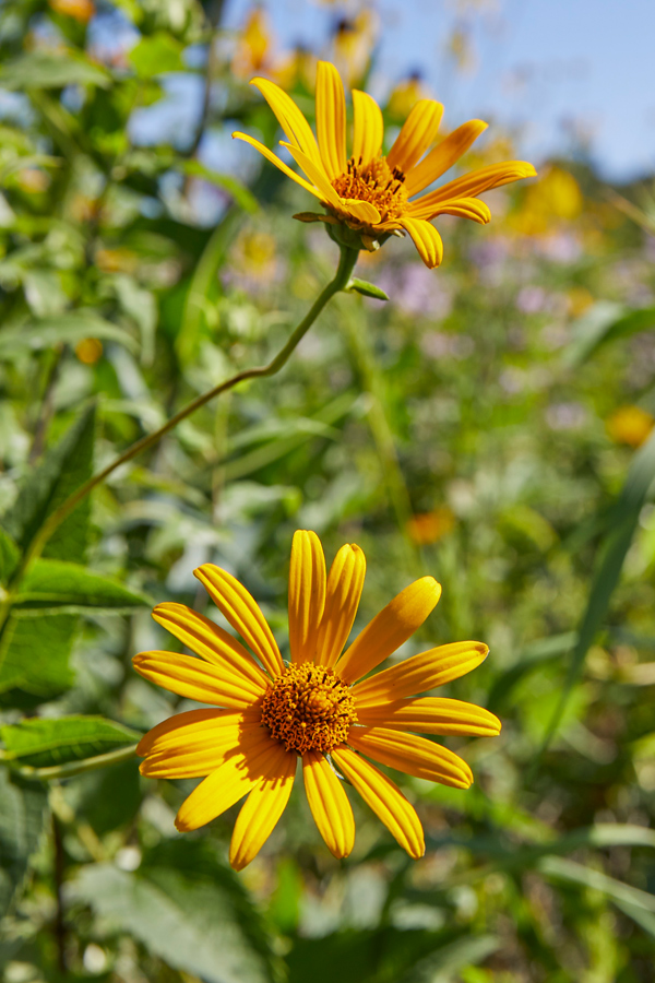 TRC_Loc25_ENV_072522_website_14_S2A6152