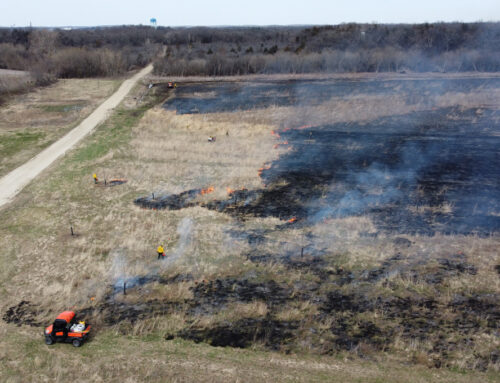 How Prescribed Burns Revitalize Natural Areas