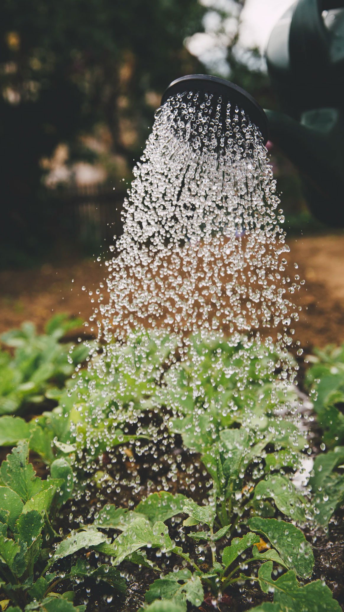 Watering Plants landscaper-gallery-08