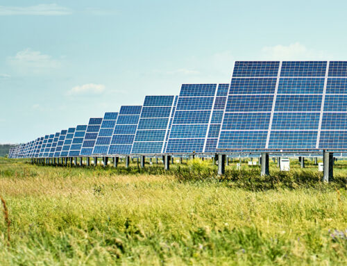 Solar Vegetation Management: Protecting Solar Performance, Safety, and the Landscape